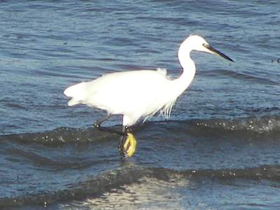 Little Egret