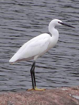 Little Egret