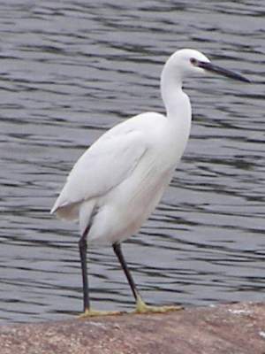 Little Egret