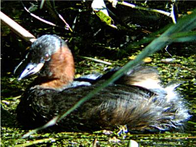 Little Grebe