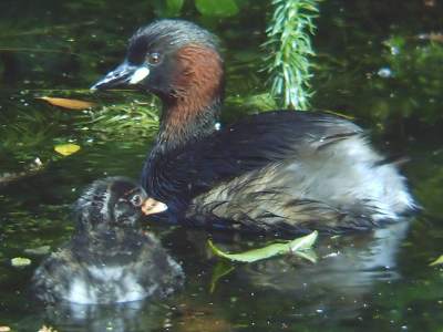 Little Grebe