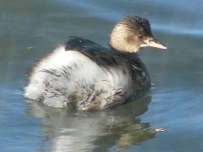 Little Grebe