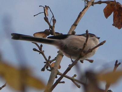 Long-tailed Tit