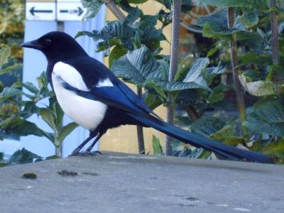 (Common) Magpie