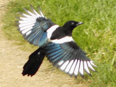 (Common) Magpie