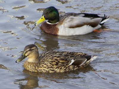 Mallard