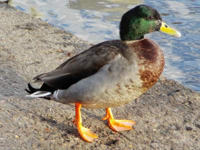 Mallard