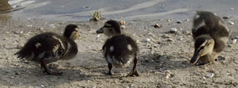 Mallard