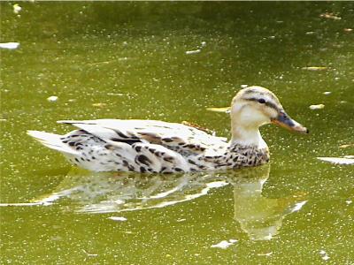 Mallard