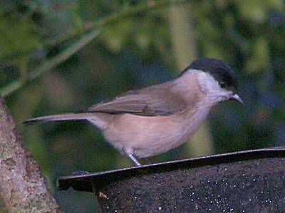 Marsh Tit