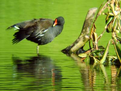 (Common) Moorhen