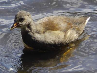 (Common) Moorhen