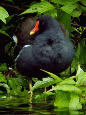 (Common) Moorhen
