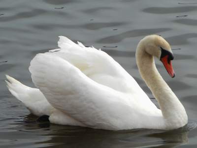Mute Swan