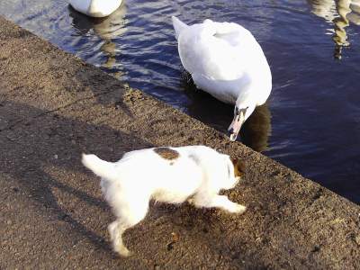 Mute Swan