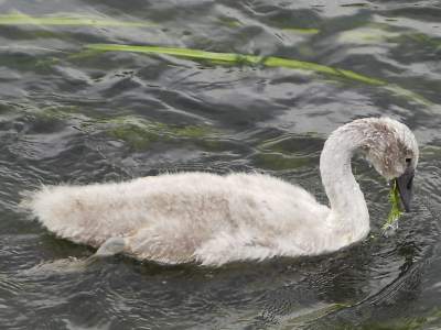 Mute Swan