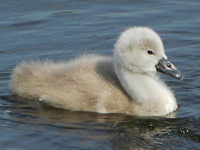 Mute Swan