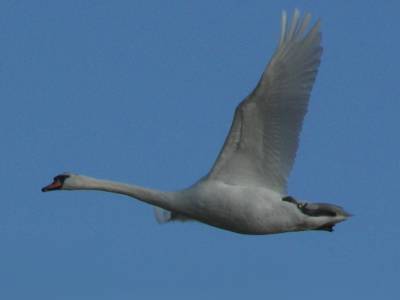 Mute Swan