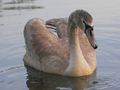 Mute Swan