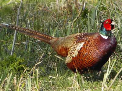 (Common) Pheasant