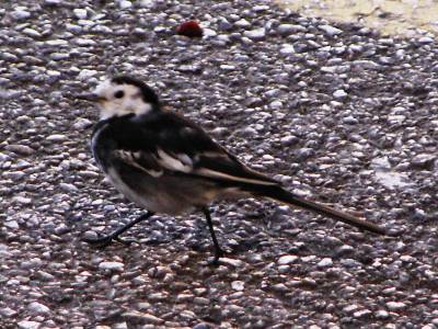 Pied Wagtail