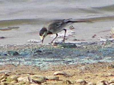 White Wagtail