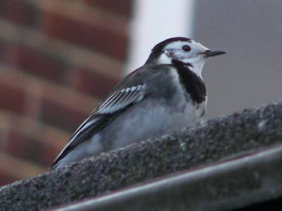 Pied Wagtail