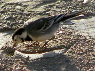 Pied Wagtail