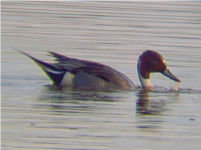 (Northern) Pintail
