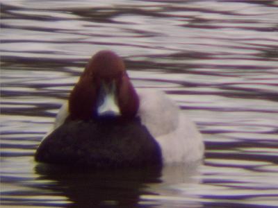 (Common) Pochard