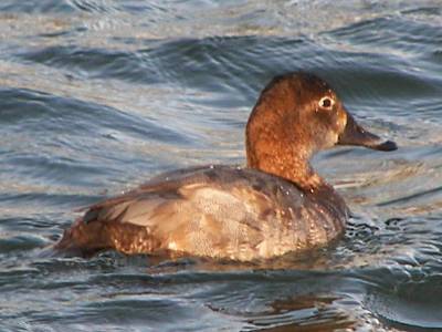 (Common) Pochard