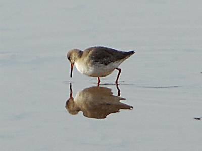 (Common) Redshank
