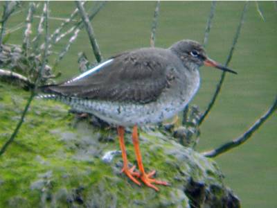 (Common) Redshank