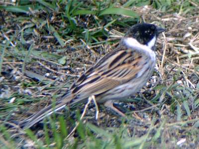 (Common) Reed Bunting