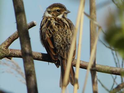 (Common) Reed Bunting