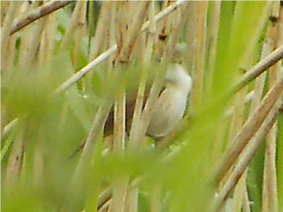 Reed warbler