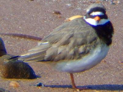 (Common) Ringed Plover