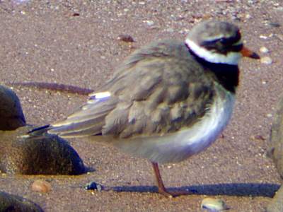(Common) Ringed Plover