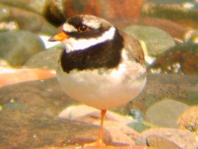 (Common) Ringed Plover