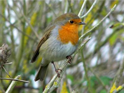 (European) Robin