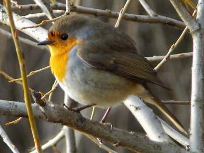 (European) Robin