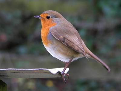 (European) Robin