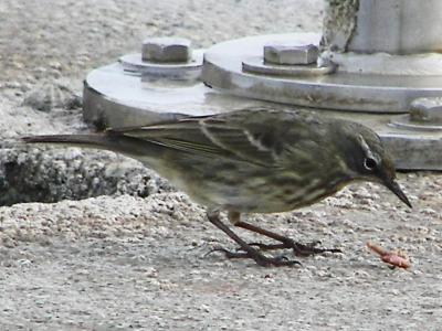 Rock pipit