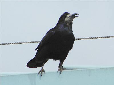 Rook
