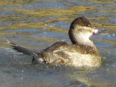 Ruddy Duck