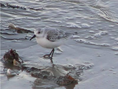Sanderling