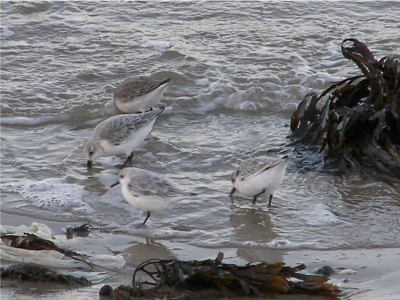 Sanderling