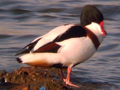 (Common) Shelduck