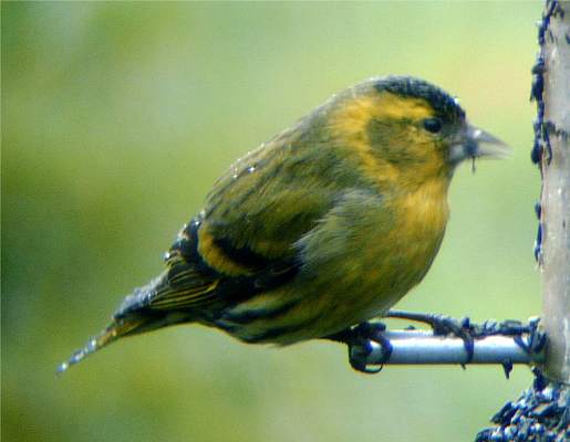 Male Siskin
