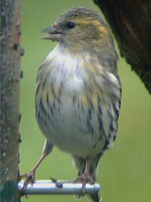 Female Siskin